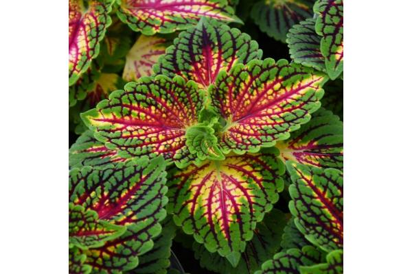 4.75T/10 COLEUS MAIN STREET LA RAMBLA