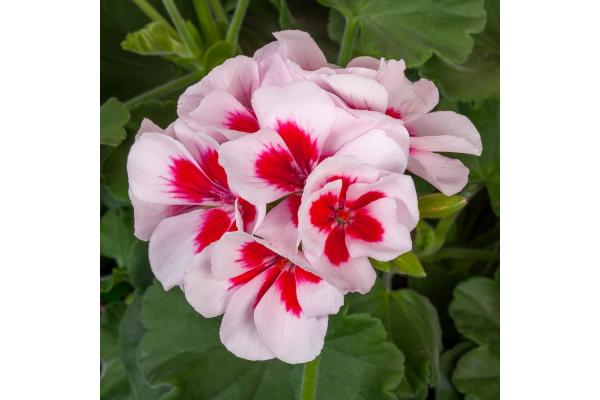 4.75T/10 GERANIUM CALLIOPE MEDIUM WHITE SPLASH