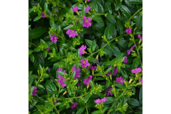 4.75T/10 CUPHEA ALLYSON