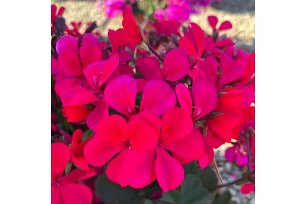 4.75T/10 GERANIUM CALDERA HOT PINK
