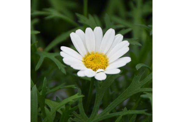 4.75T/10 ARGYRANTHEMUM WHITE GRANDAISY