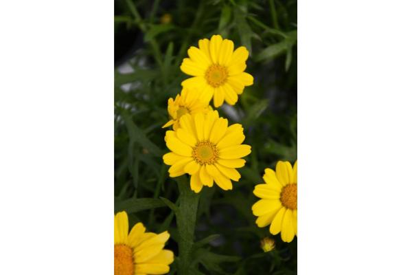 4.75T/10 ARGYRANTHEMUM YELLOW