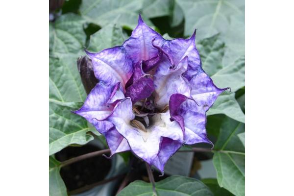 4.75T/10 DATURA PURPLE BALLERINA