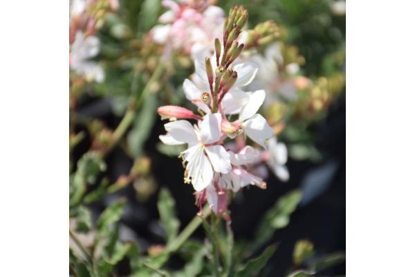 4.75T/10 GAURA WHITE
