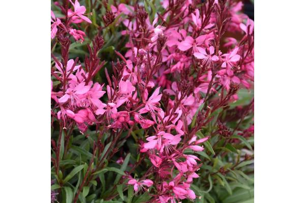 4.75T/10 GAURA PINK