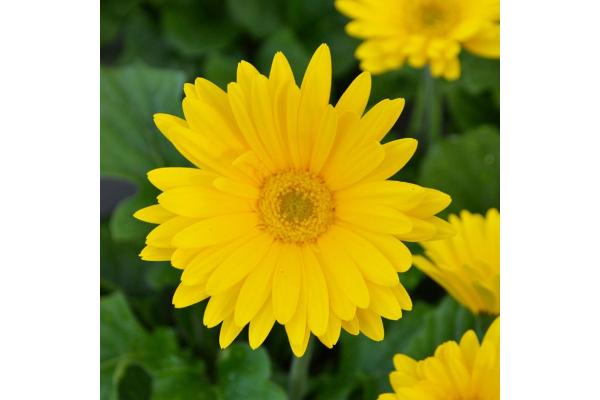 4.75T/10 GERBERA JAGUAR YELLOW