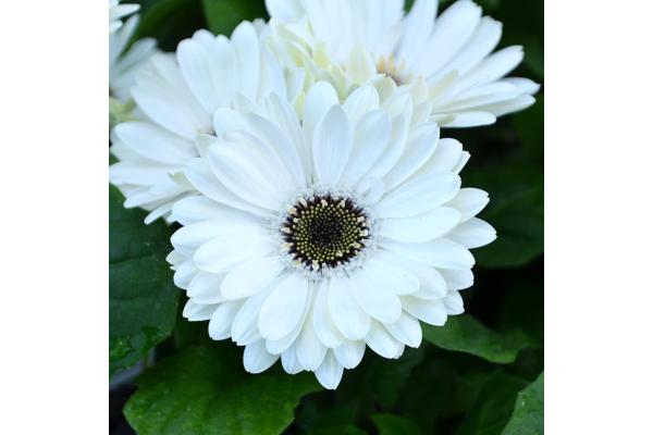 4.75T/10 GERBERA MAJORETTE WHITE