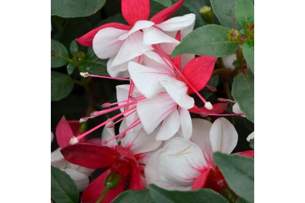 4.75T/10 FUCHSIA ARROYO GRANDE