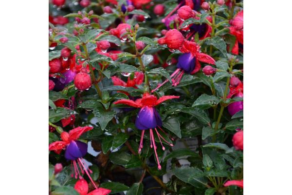 4.75T/10 FUCHSIA JOLLIES NANTES