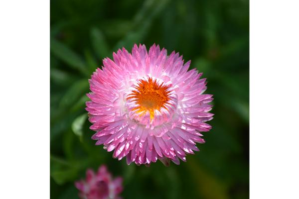 4.75T/10 BRACTEANTHA SUNBRERO PINK
