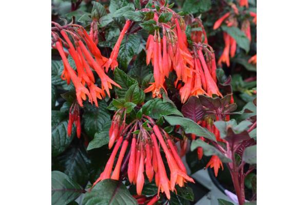 4.75T/10 FUCHSIA GARTENMEISTER