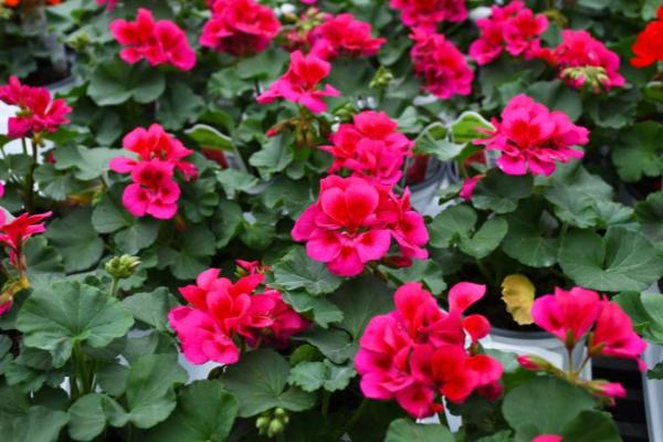 4.75T/10 GERANIUM MOJO CRANBERRY SPLASH