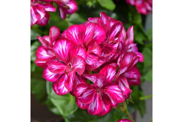 4.75T/10 GERANIUM IVY BURGUNDY BICOLOR