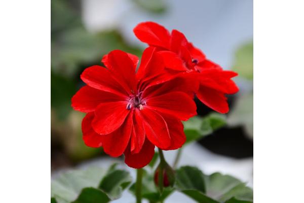 4.75T/10 GERANIUM IVY LEAGUE RED