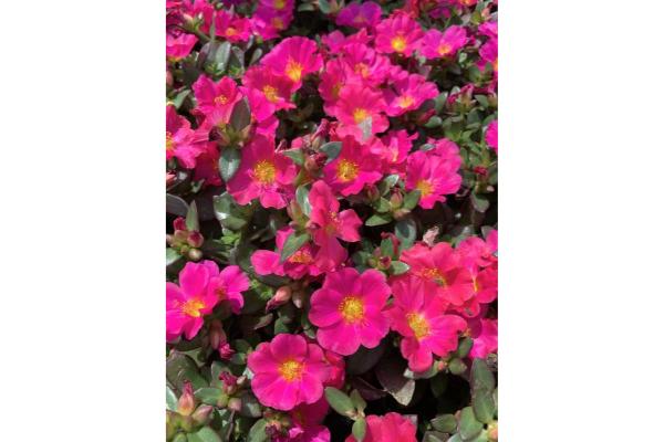 4.75T/10 PORTULACA NANO FUCHSIA