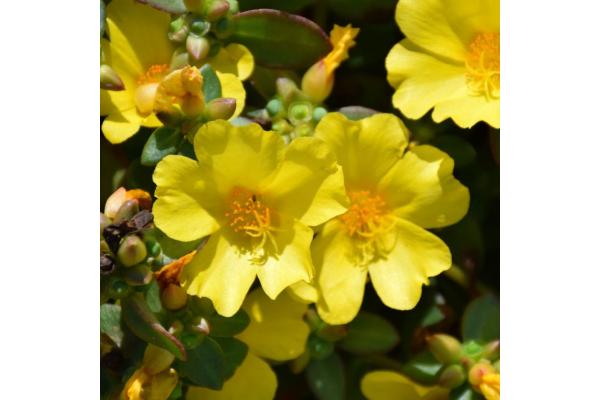 4.75T/10 PORTULACA NANO YELLOW