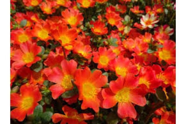 4.75T/10 PORTULACA NANO ORANGE