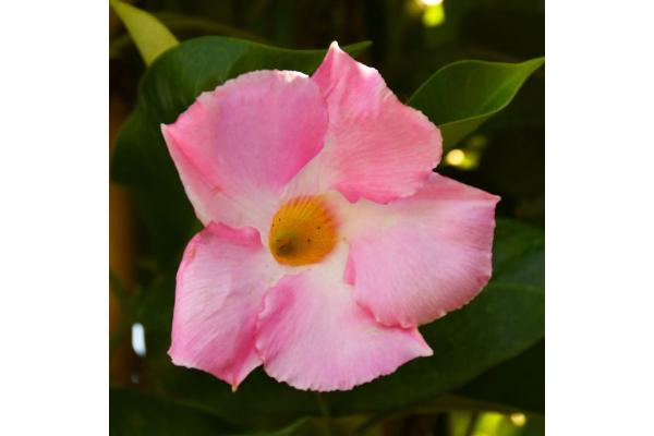 4.75T/10 MANDEVILLA PINK (BUSH TYPE)