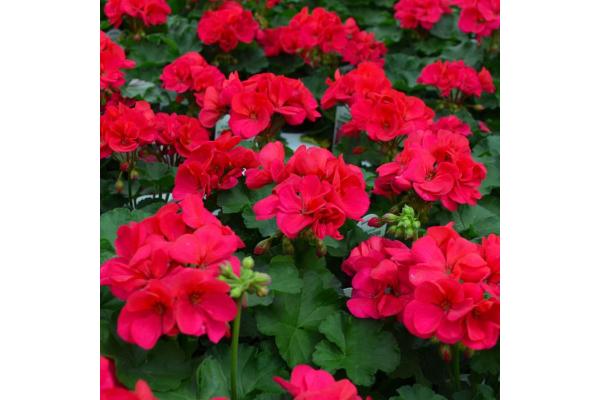 4.75T/10 GERANIUM AMERICANA CHERRY ROSE