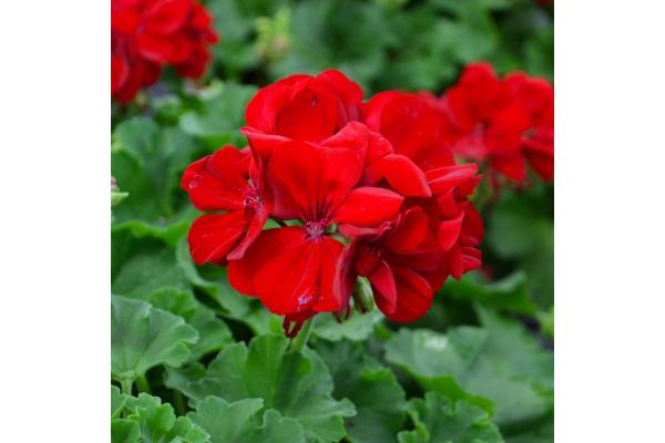4.75T/10 GERANIUM CALLIOPE DARK RED