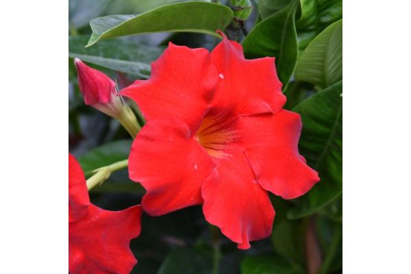 4.75T/10 MANDEVILLA RED (BUSH TYPE)