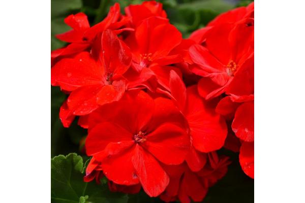 4.75T/10 GERANIUM AMERICANA DARK RED
