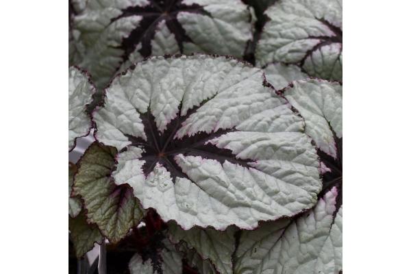 4.75T/10 BEGONIA REX T-REX FIRST BLUSH