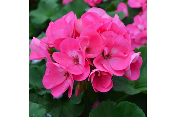 4.75T/10 GERANIUM AMERICANA PINK