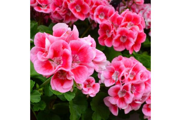 4.75T/10 GERANIUM CALLIOPE ROSE MEGA SPLASH