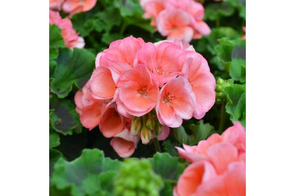 4.75T/10 GERANIUM AMERICANA SALMON