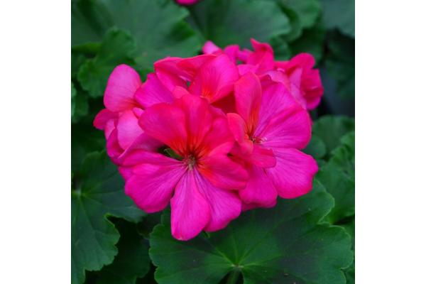 4.75T/10 GERANIUM CALLIOPE MEDIUM VIOLET