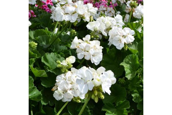 4.75T/10 GERANIUM MOJO WHITE