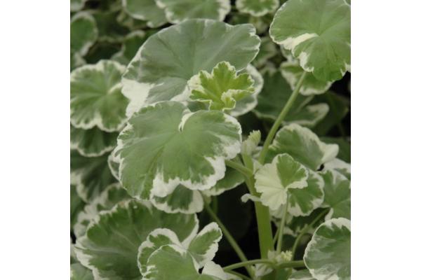 4.75T/10 GERANIUM WILHELM LANGGUTH