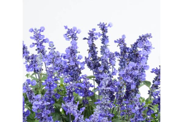 4.75T/10 SALVIA SALLYFUN DEEP OCEAN BLUE