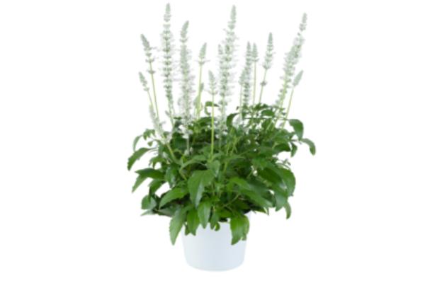 4.75T/10 SALVIA SALLYFUN PURE WHITE