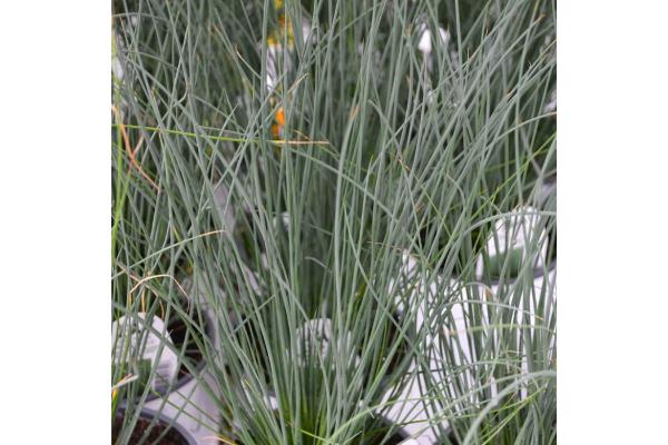 4.75" GRASS JUNCUS BLUE ARROW