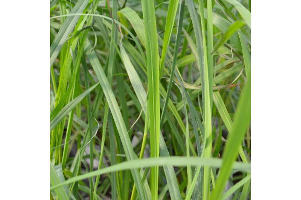 E4T/10 HERB GRASS LEMON