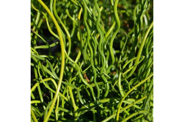 4.75" GRASS JUNCUS BIG TWISTER