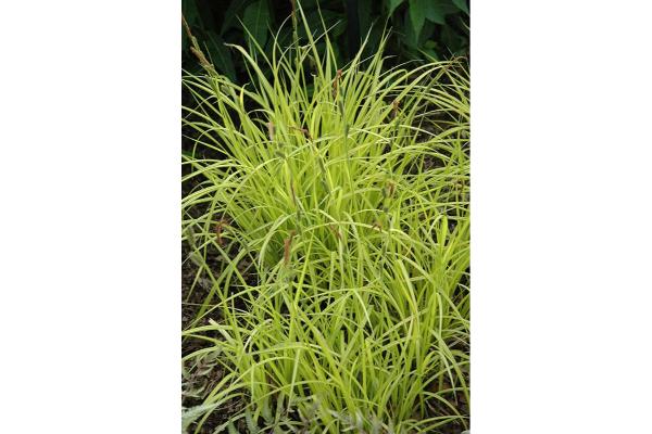 4.75T/10 GRASS CAREX AUREA