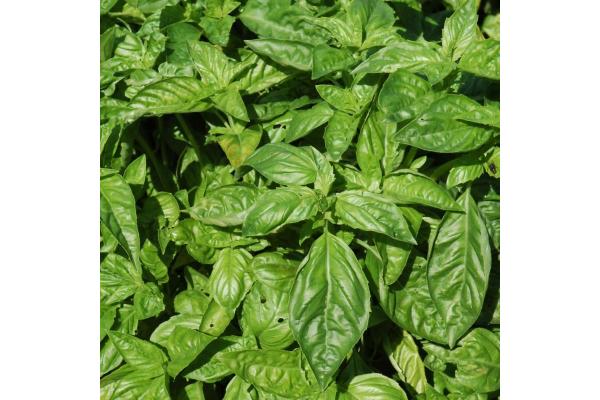 E4T/10 HERB BASIL SWEET