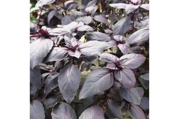 E4T/10 HERB BASIL PROSPERA RED