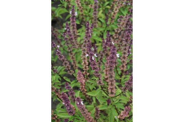 E4T/10 HERB BASIL THAI