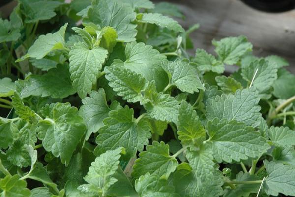 E4T/10 HERB CATNIP