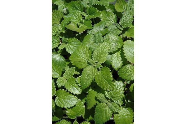 E4T/10 HERB LEMON BALM