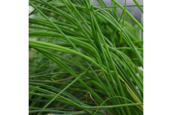 E4T/10 HERB CHIVES