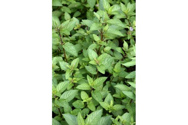 E4T/10 HERB MINT CHOCOLATE