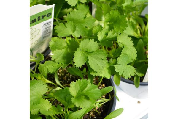E4T/10 HERB CILANTRO