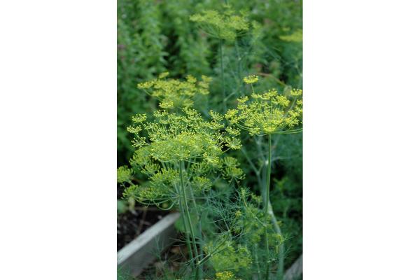 E4T/10 HERB DILL FERN LEAF