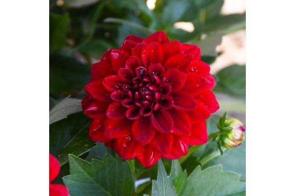 4.75T/10 DAHLIA DAHLINOVA RED