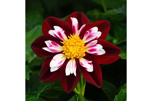 4.75T/10 DAHLIA RED/WHITE